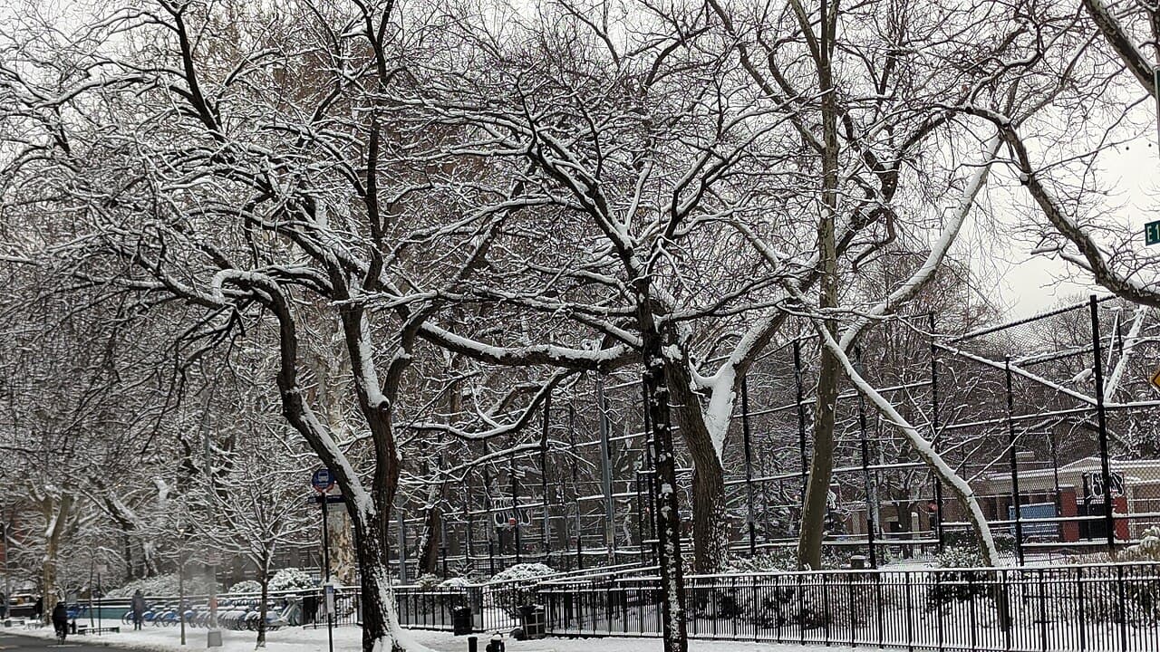 Snow on the trees and fences of Tompkins Square Park in the East Village